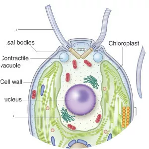 Chlamydomonas