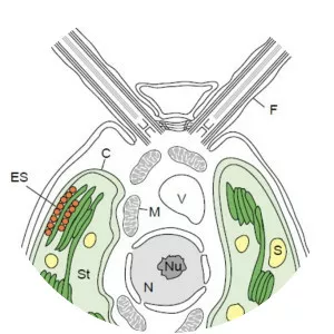 Chlamydomonas reinhardtii