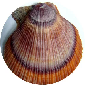 Chlamys islandica