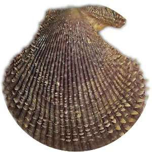 Chlamys varia - Animal