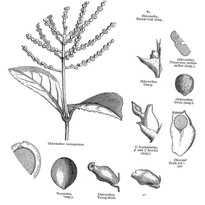 Chloranthaceae - Plants