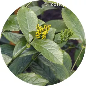 Chloranthus erectus - 