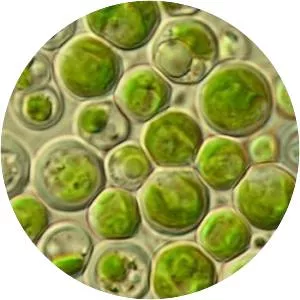 Chlorella