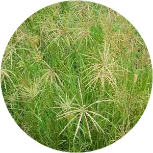 Chloris gayana - Plants