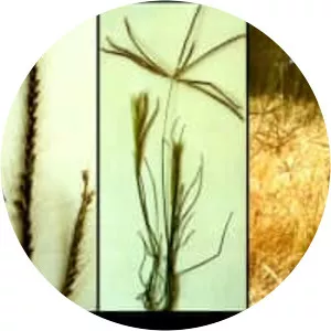 Chloris truncata - Plants