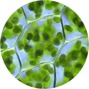 Chlorophylle - Comic series