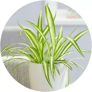 Chlorophytum comosum