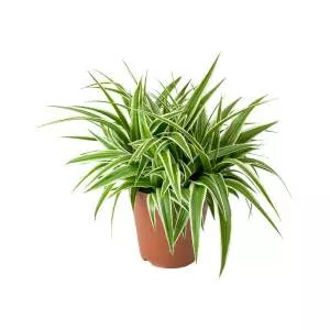 Chlorophytum - Plants