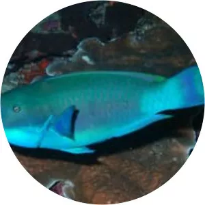 Chlorurus microrhinos