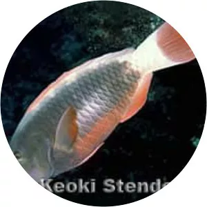 Chlorurus perspicillatus