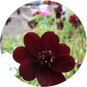 Chocolate cosmos - Plants