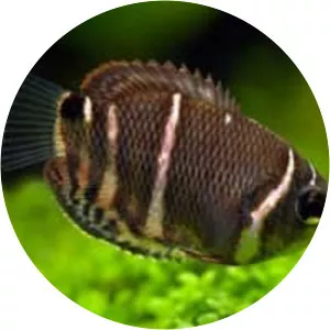Chocolate gourami
