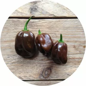 Chocolate Habanero