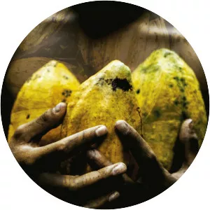 Chocolate of Peace - 2016 ‧ Documentary ‧ 1 hour