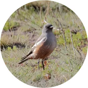 Chocolate-vented tyrant - 