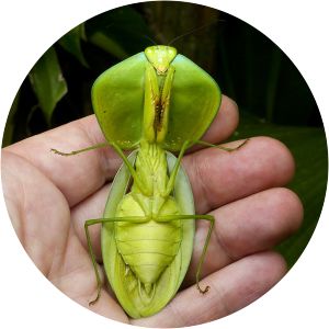 Choeradodis rhombicollis - 