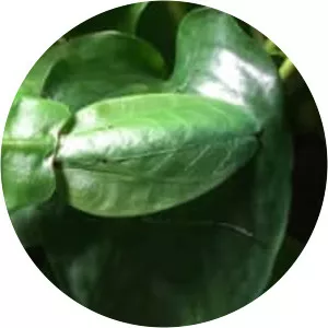 Choeradodis rhomboidea