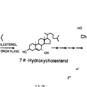 Cholesterol 7 alpha-hydroxylase - 