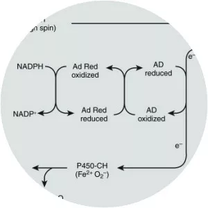 Cholesterol side-chain cleavage enzyme - 