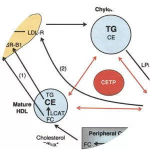 Cholesterylester transfer protein - 