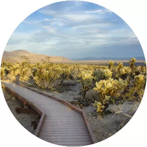 Cholla Cactus Garden - 