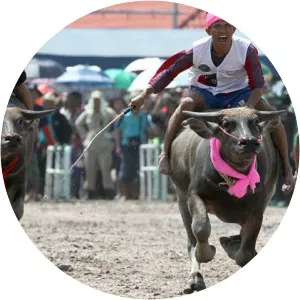 Chonburi Buffalo Racing Festival - 