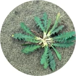 Chondrilla juncea - Plants