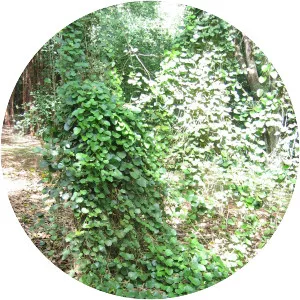 Chondrodendron tomentosum