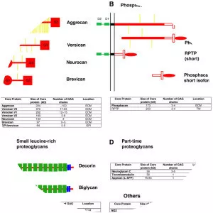 Chondroitin sulfate proteoglycan - 