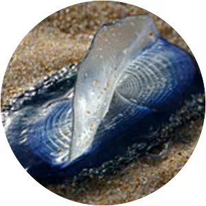 Chondrophores - Animal