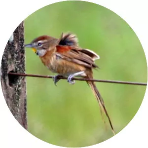 Chotoy spinetail