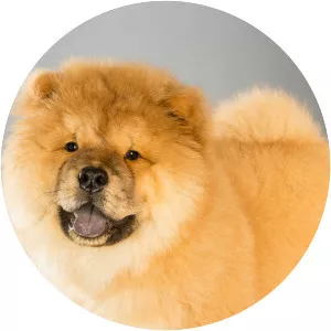 Chow Chow