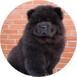 Chowdaiah photograph