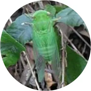 Chremistica ochracea