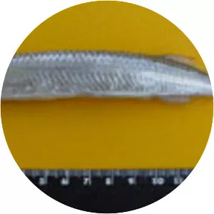 Chriodorus atherinoides