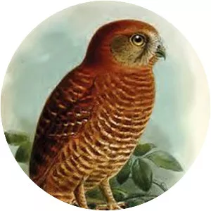 Christmas boobook - Bird