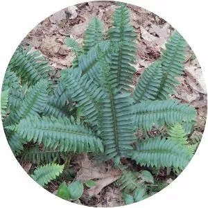 Christmas fern