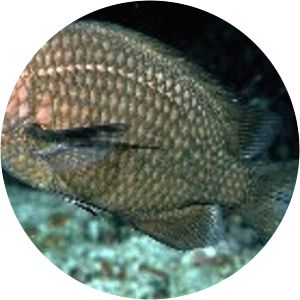 Chromis albomaculata - Fish