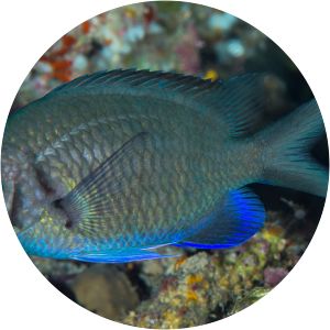 Chromis alpha
