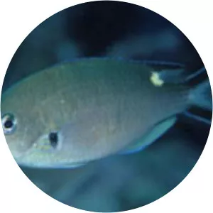 Chromis atrilobata - Fish