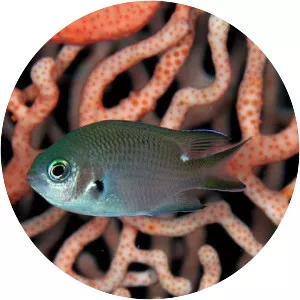 Chromis notata - Fish