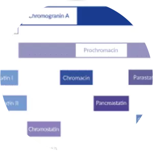Chromogranin A - Protein