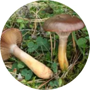 Chroogomphus rutilus