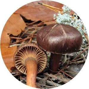 Chroogomphus vinicolor