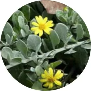 Chrysanthemoides - Plants