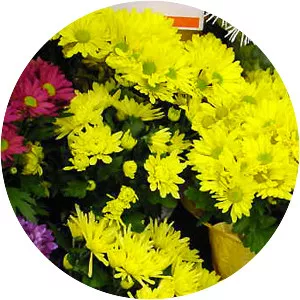 Chrysanthemum ×grandiflorum - Plants