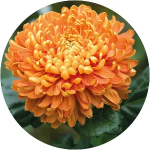 Chrysanthemum