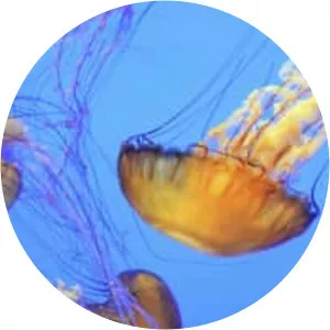 Chrysaora fuscescens