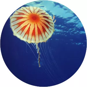 Chrysaora hysoscella