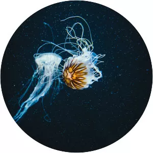 Chrysaora melanaster